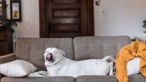 cachorrinho na preguiça no sofá